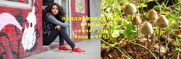 стаф Богданович